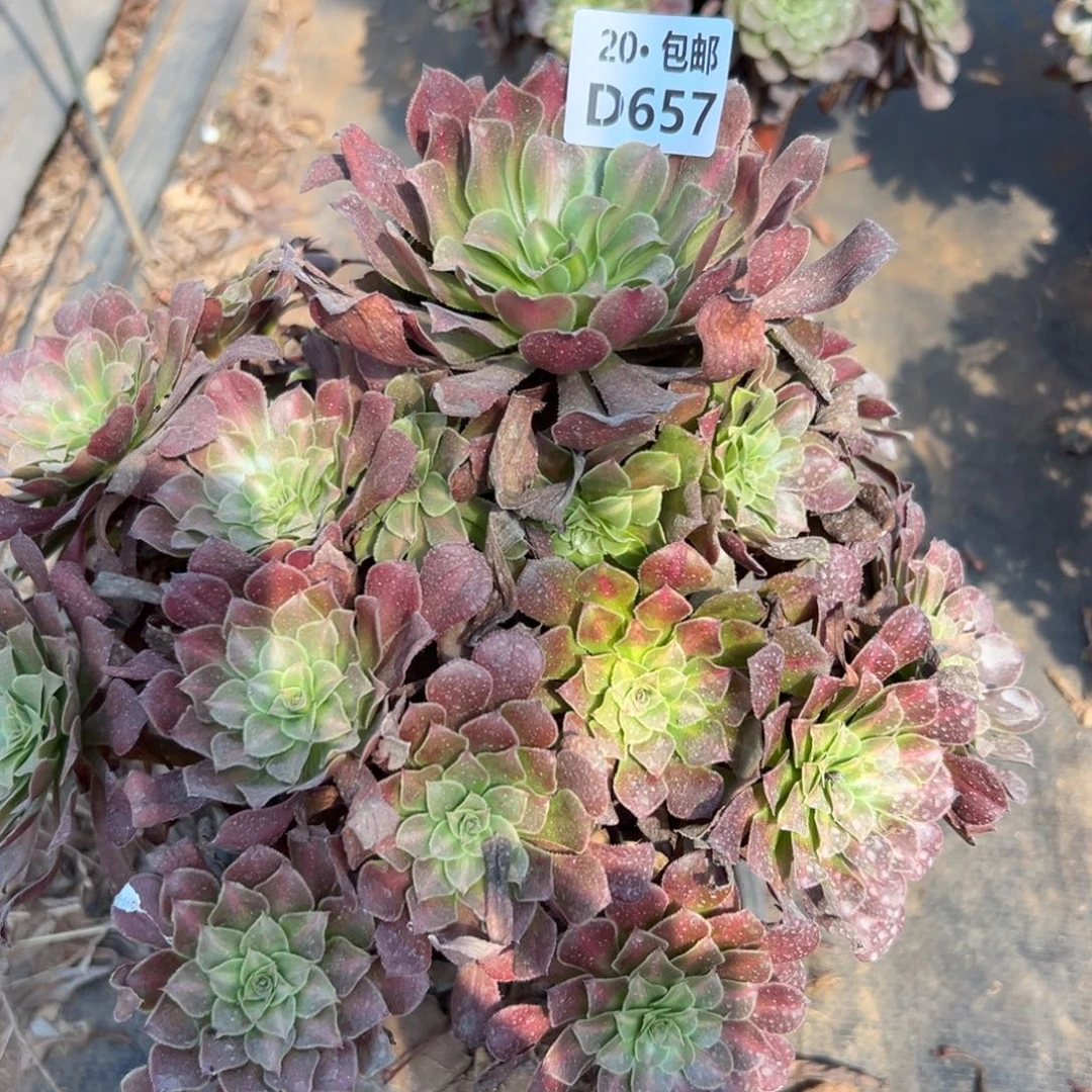 657红铜中斑，多肉法师