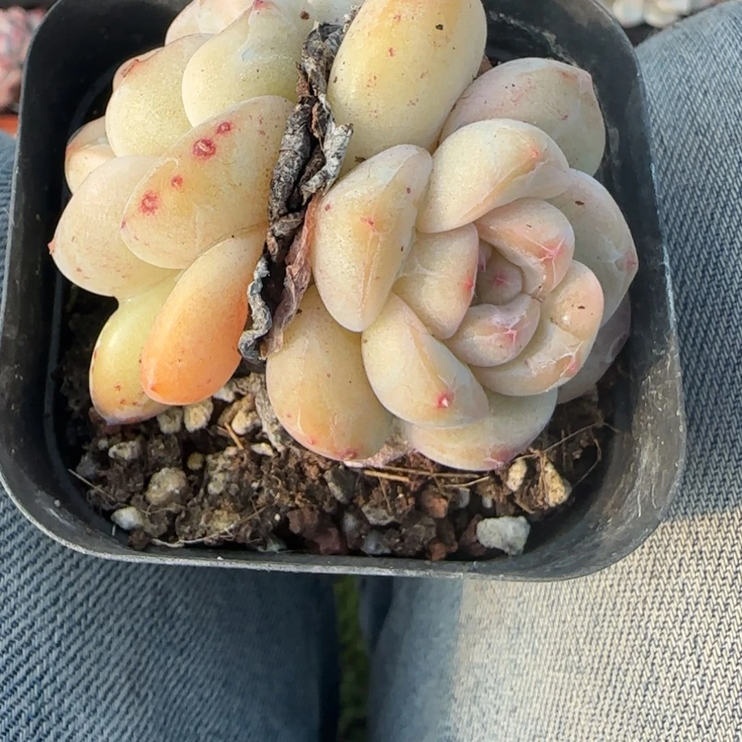 多肉小卡拉米糖心一物一拍