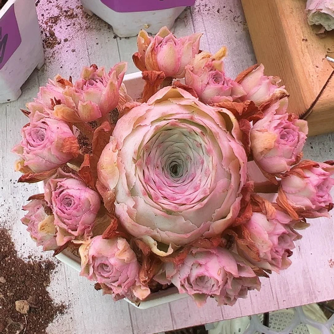 山地玫瑰锦秋夕7月13日945号