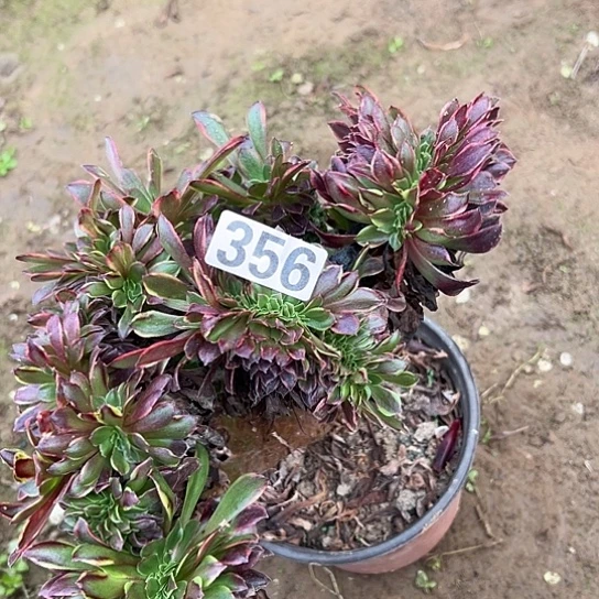 啾***园多肉植物一个欧嘉莉356