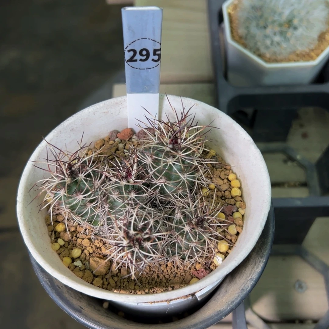 且***风达氏青花虾多肉植物295