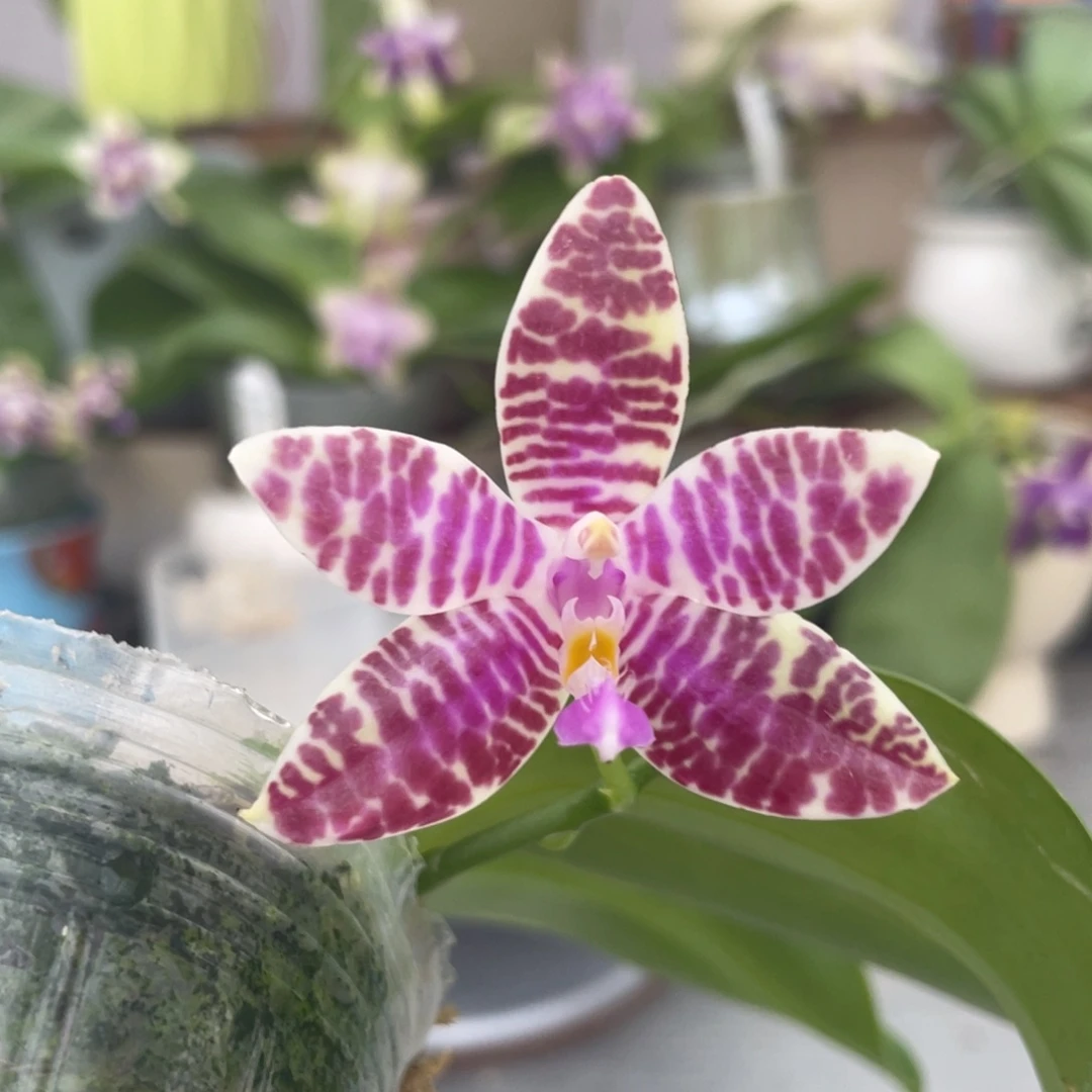 完全开放22KO，2.5杯开花株