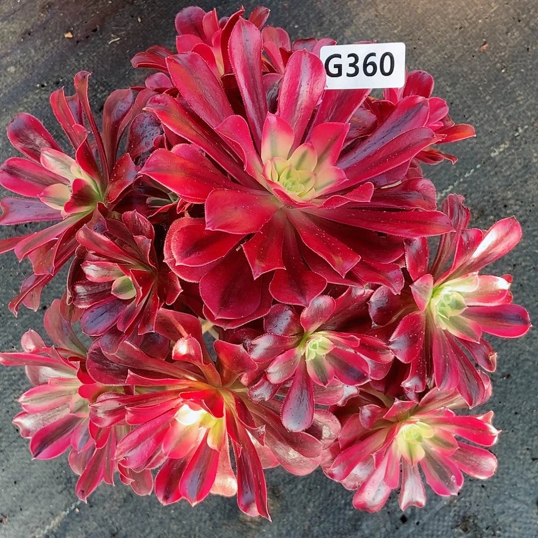 红陶360美杜莎3多肉