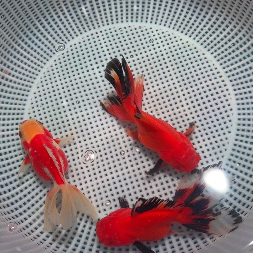 金鱼冷水观赏鱼混搭