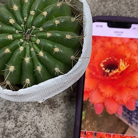 威尔刚仙人球，257899