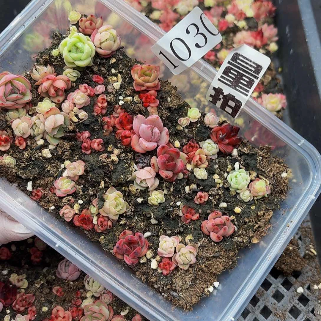 多肉植物多肉植物1030量拍