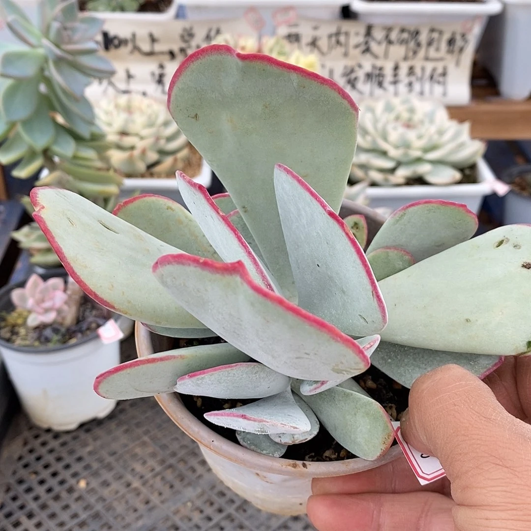 22266 白眉自然群 微瑕