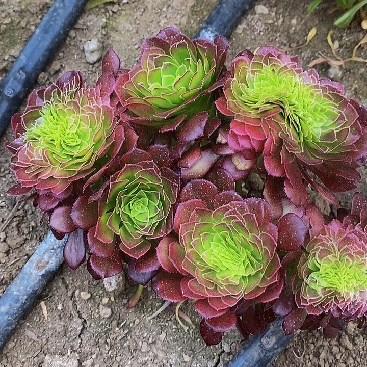 多肉植物保护研究所