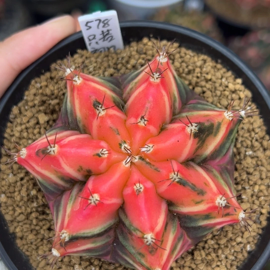 泰系实生米哈锦578