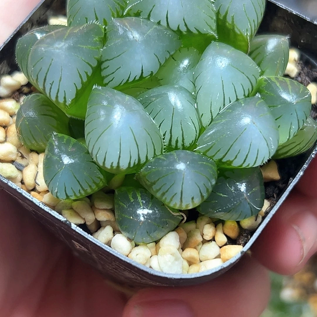 特大蓝镜十二卷多肉植物