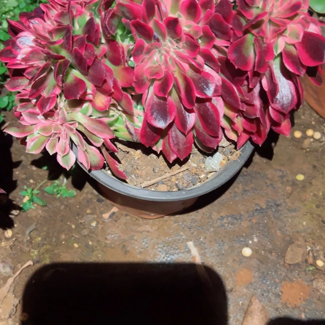 2342号多肉植物法师新年福利