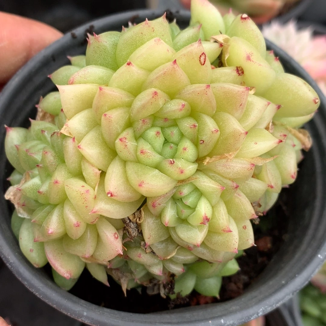 0124-32 麦杆优选