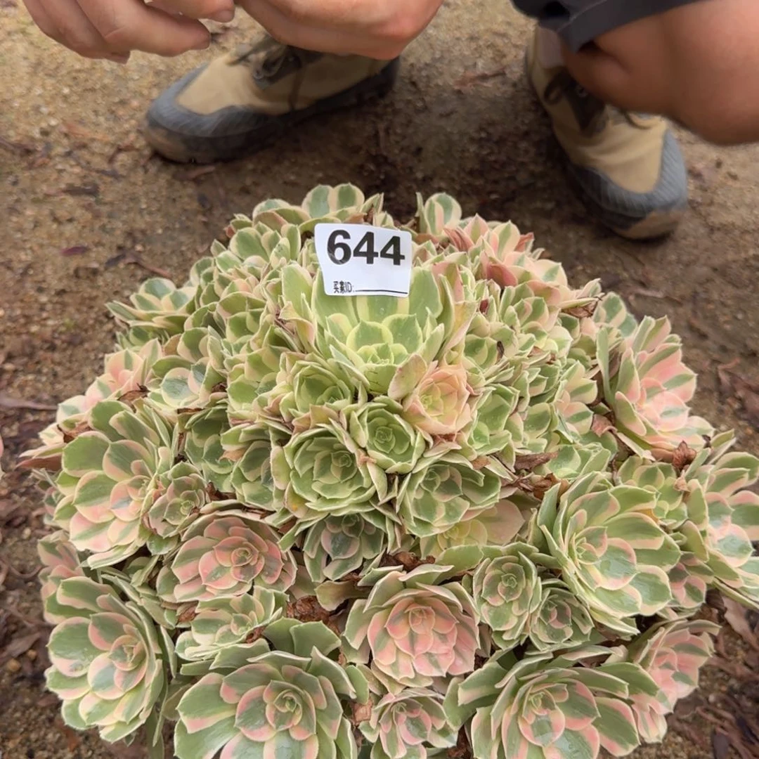 好*弟644粉女郎多肉植物