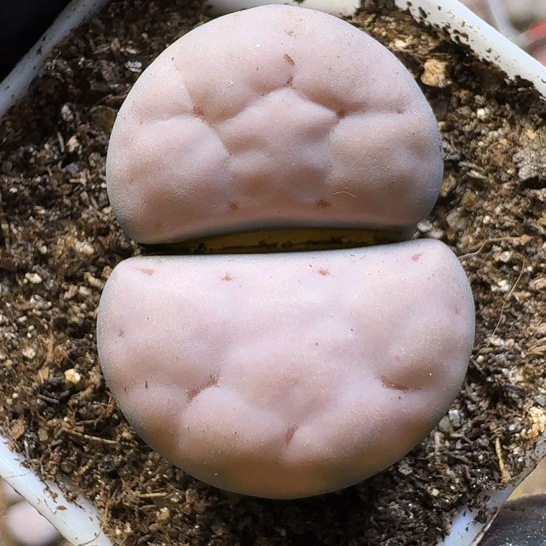 巨***笑生石花111111。   226