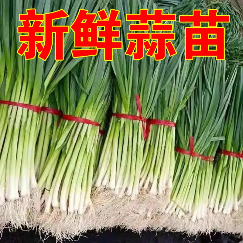 现挖新鲜青蒜苗红皮青梗大蒜苗红根蒜苗本地蒜苗新鲜蔬菜