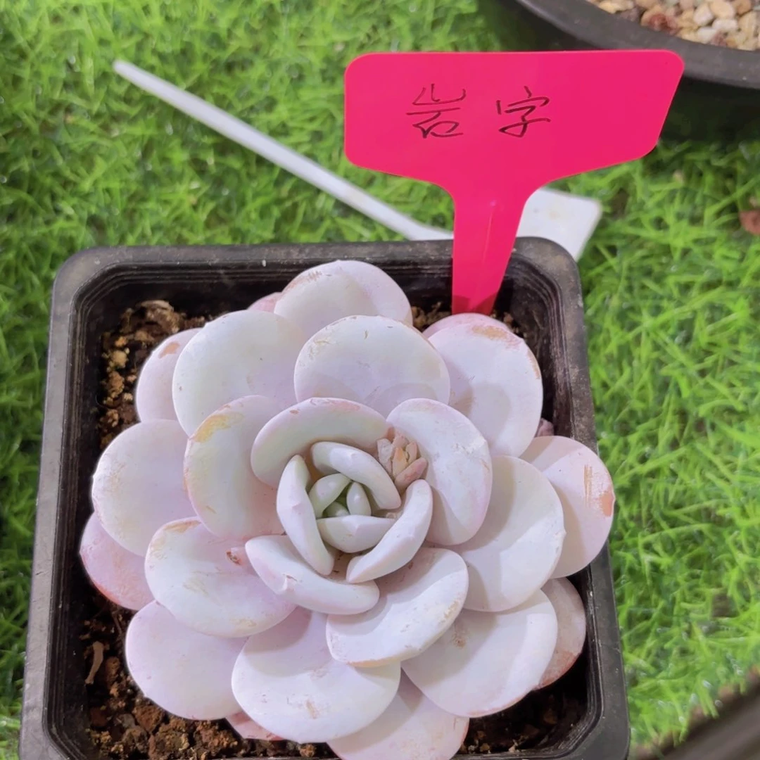 ❥****࿐我的小可爱们都好可爱