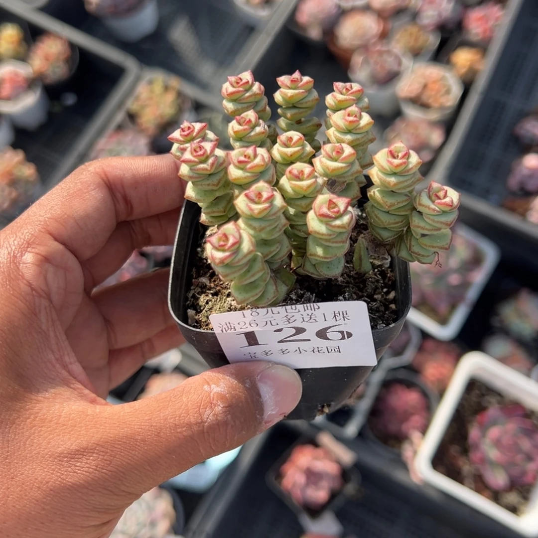 126号钱串子一物一拍满18包邮满26送一颗多肉
