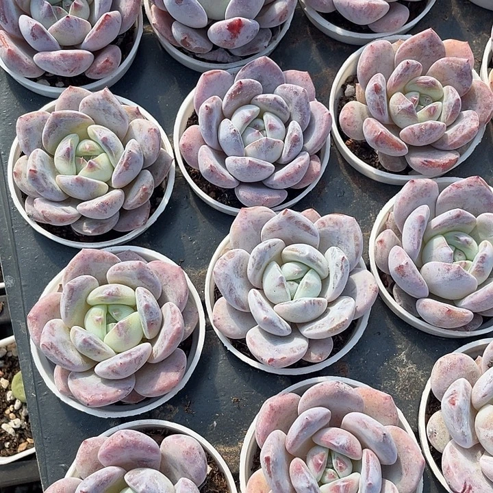 雪茶3.8带盆土发货