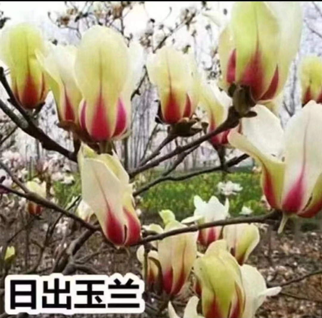 日出玉兰花