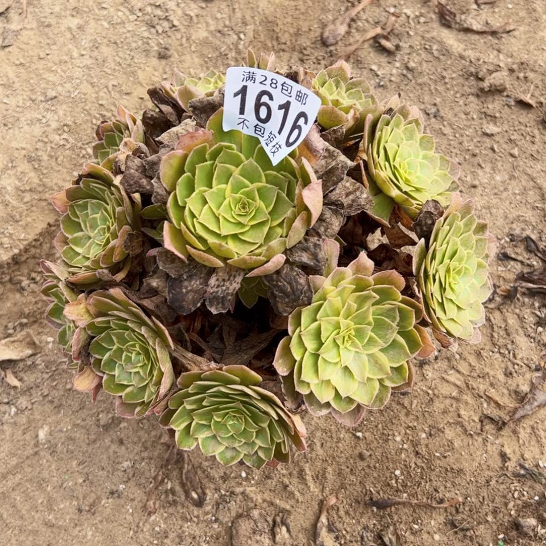 莲花座多肉植物法师1616