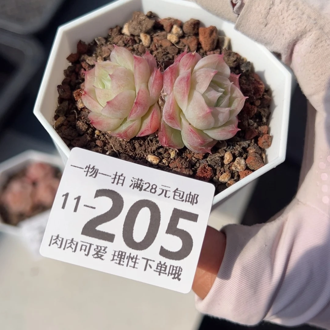 潘多拉女王多肉多肉，