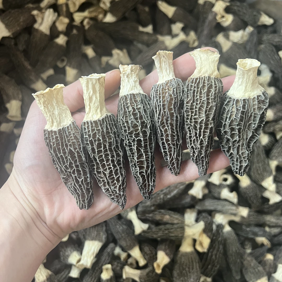 精品羊肚菌 原色货