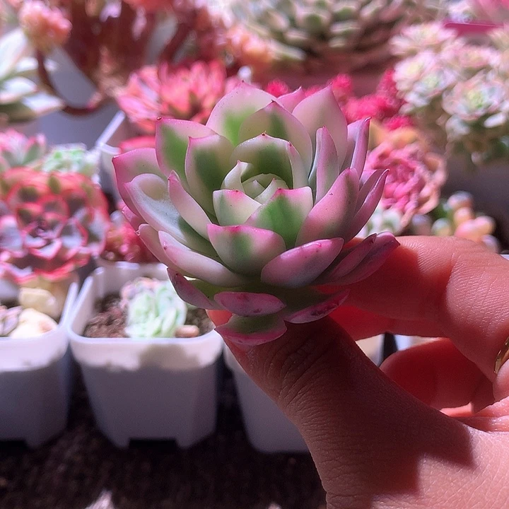 韩水晶覆轮锦有小杆子