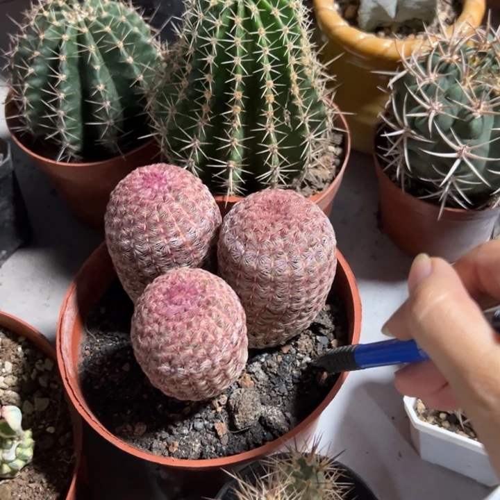 冬***吉祥如意是什么神仙画