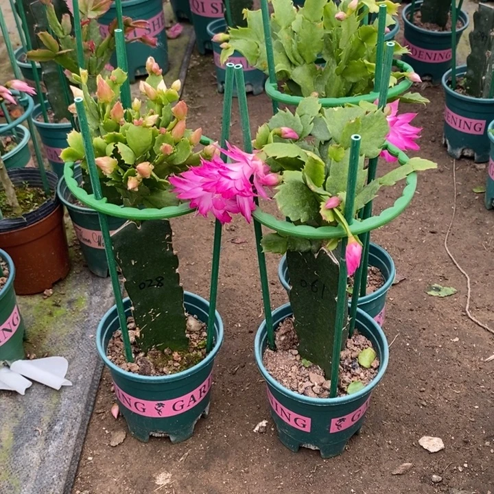 梦***城完全开放028 061重瓣花