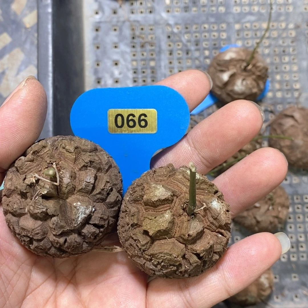 阿**-龟甲龙两颗多肉