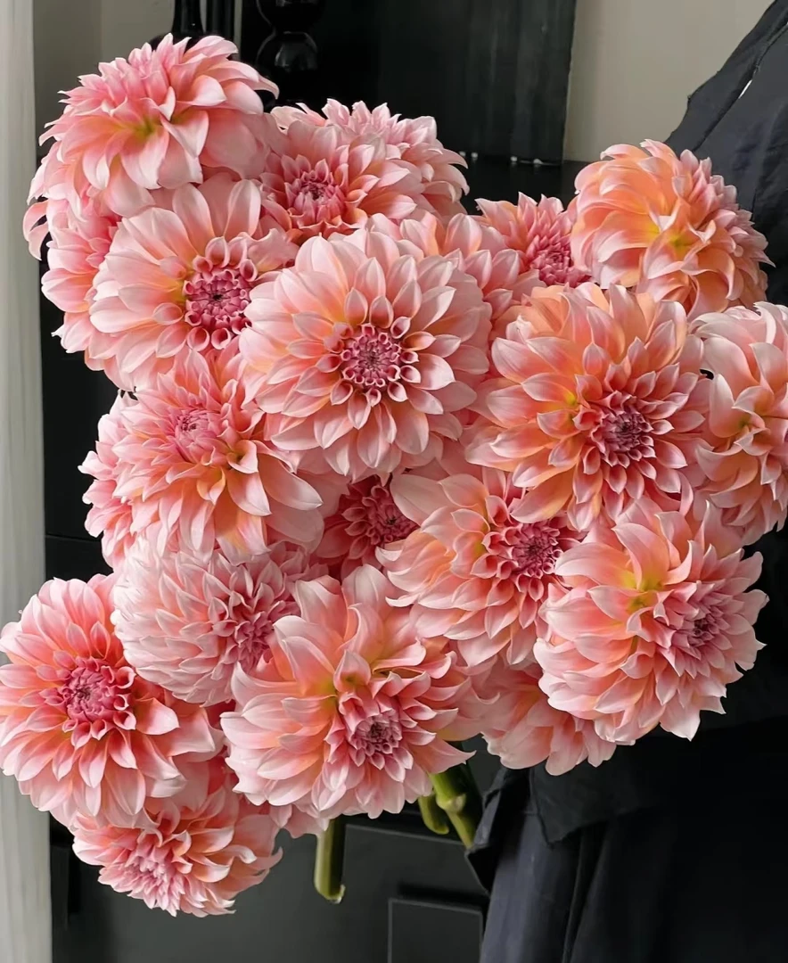 【奶油桃子】大丽花--简约高奢装饰鲜花