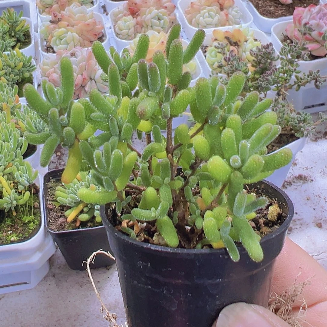 糖球19包邮植物多肉