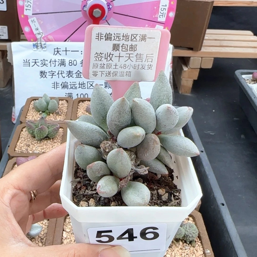 546白糖豆多肉植物
