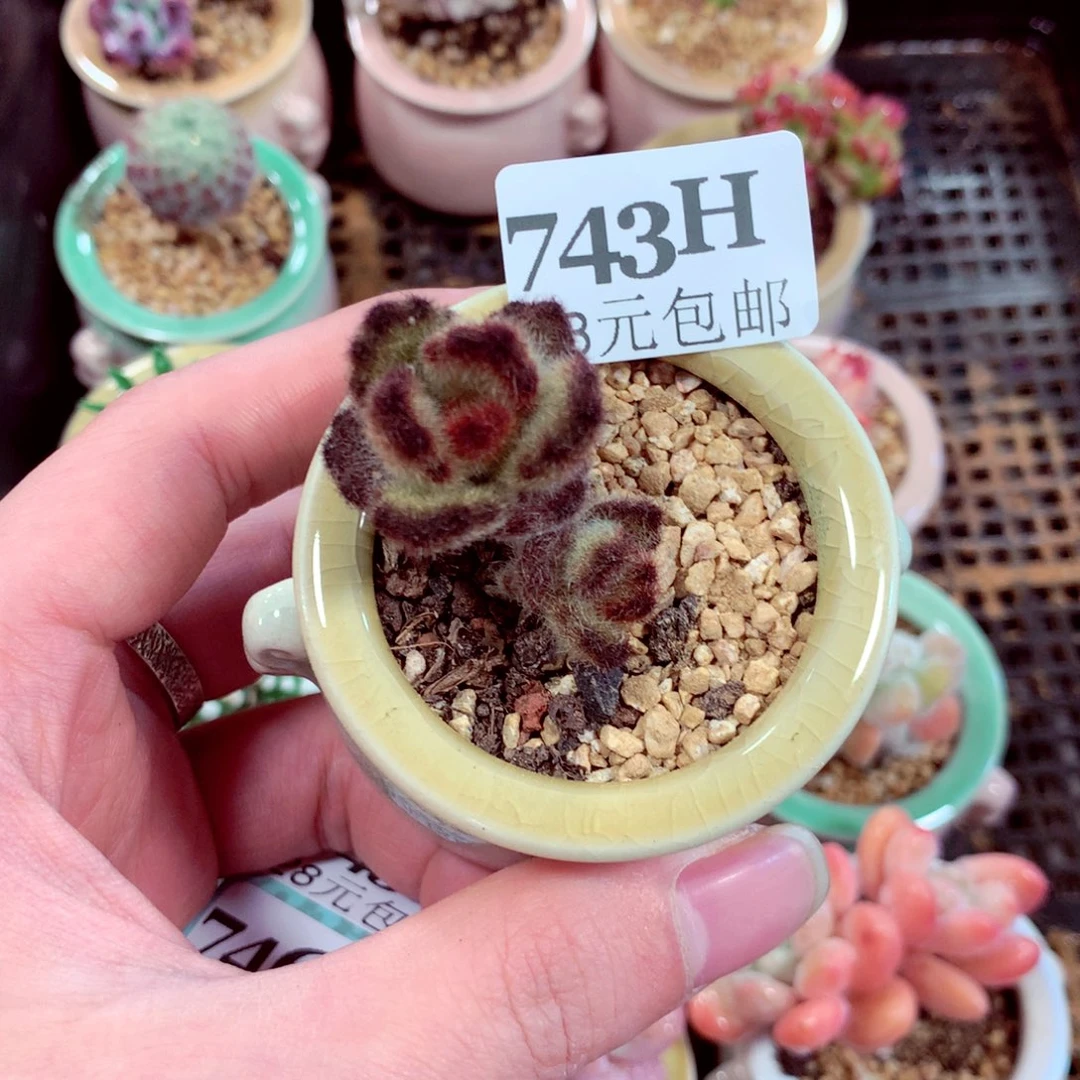 5厘米盆精控多肉743