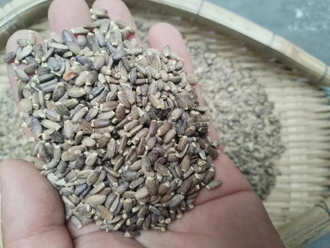 小黄土特产≈[水飞蓟]非香菇