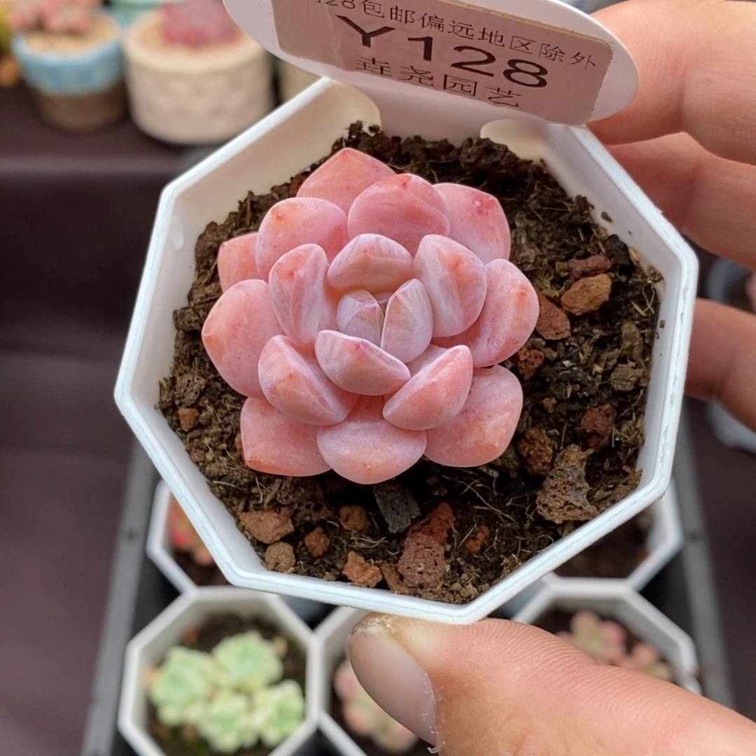 0128！橙子单头 4cm
