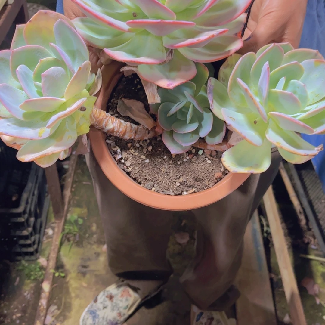 2***月多肉植物保护研究所所长的