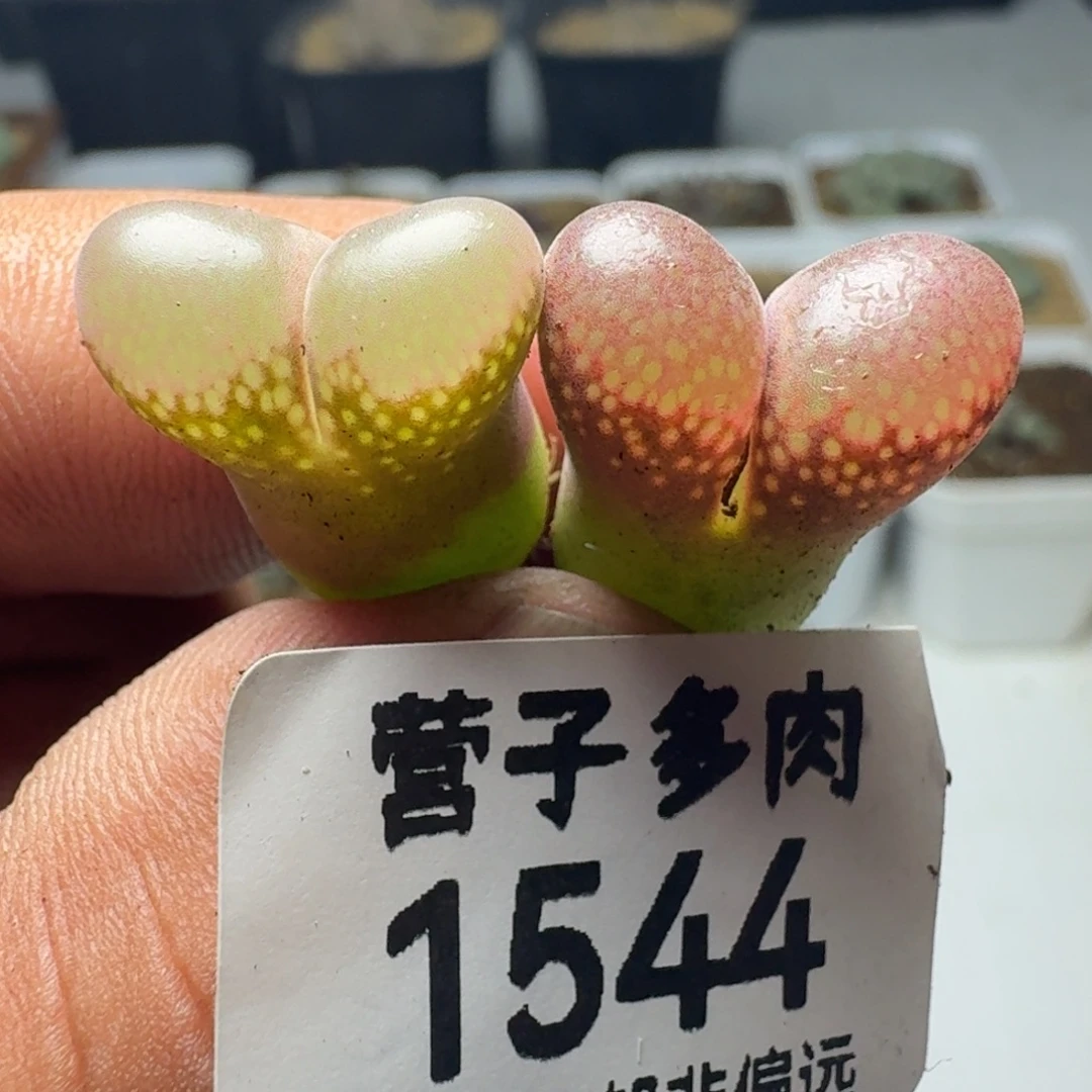 风铃。