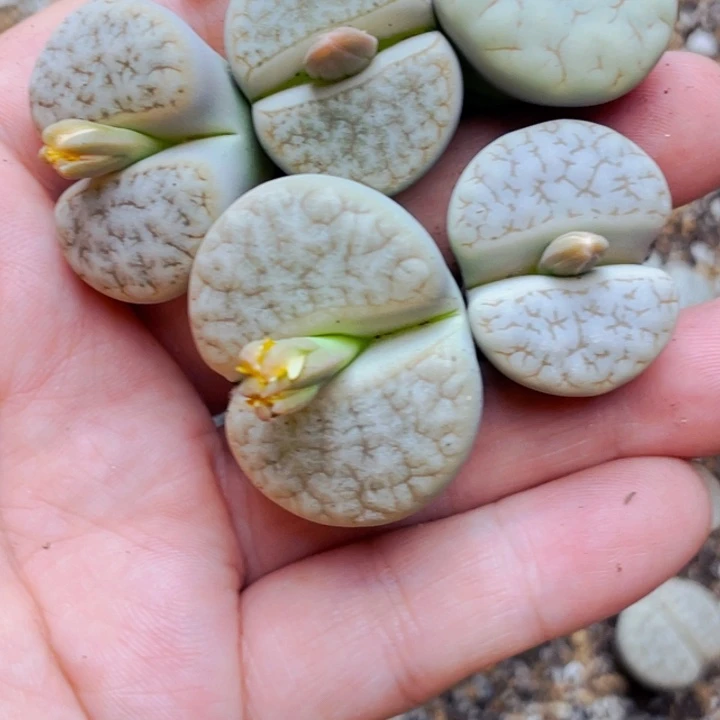 浅***雨142苦拿铁母本5颗