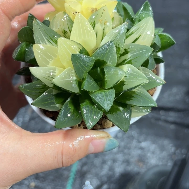 手捧花群生姬寿锦多肉植物