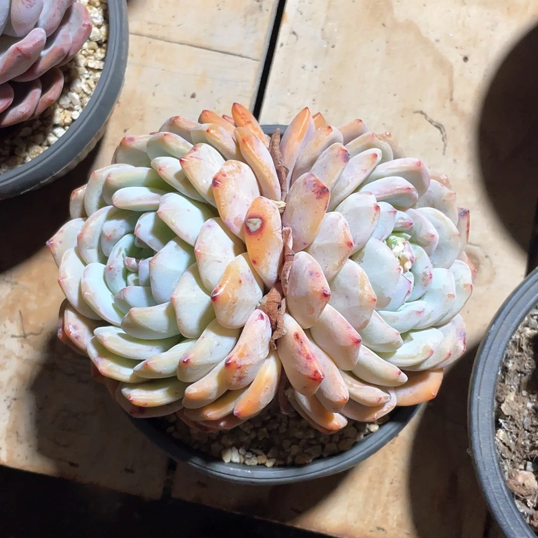 可**膘多肉植物多肉植物