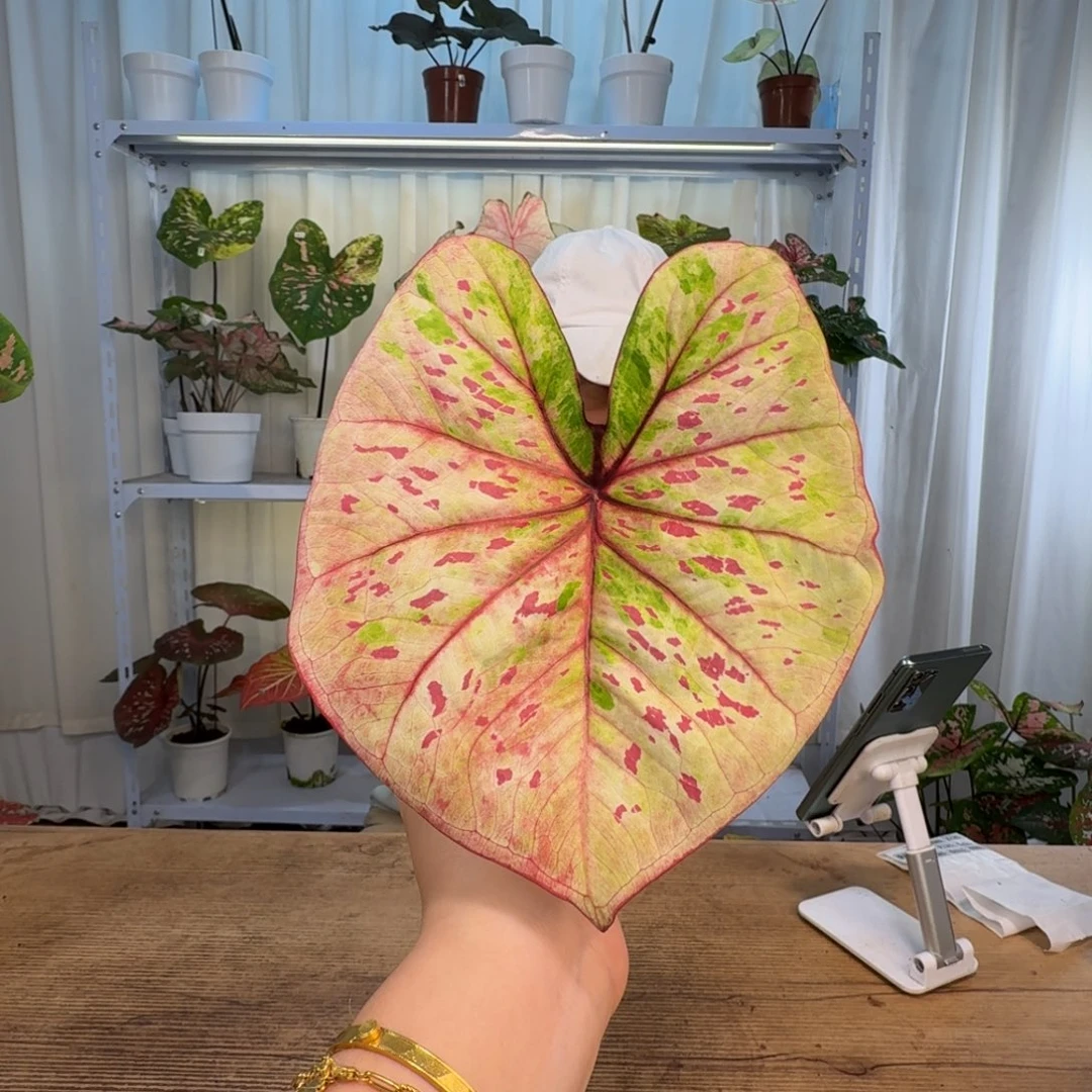 完全开放丹霞  1948