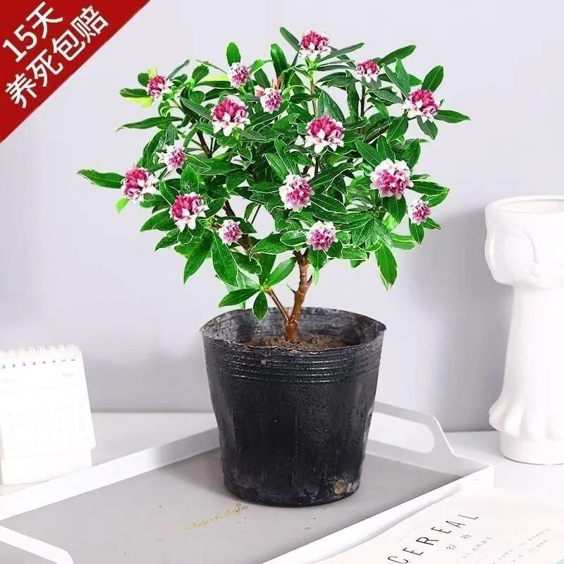 金边瑞香盆栽耐寒浓香型冬季带花苞发货年宵花卉四季常青室内植物