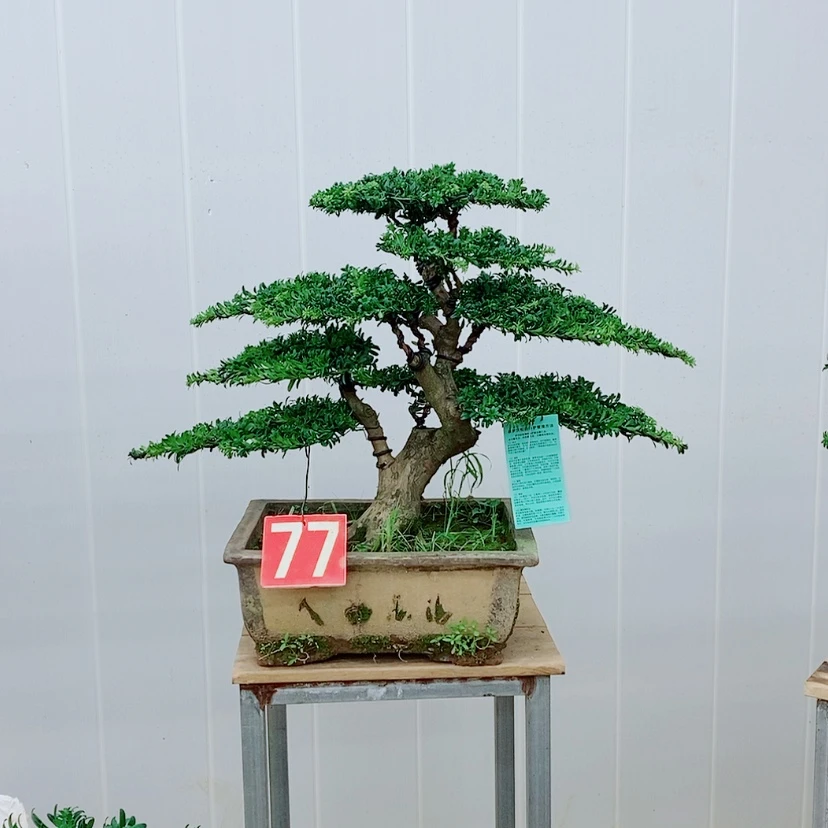 【闪购商品】罗汉松