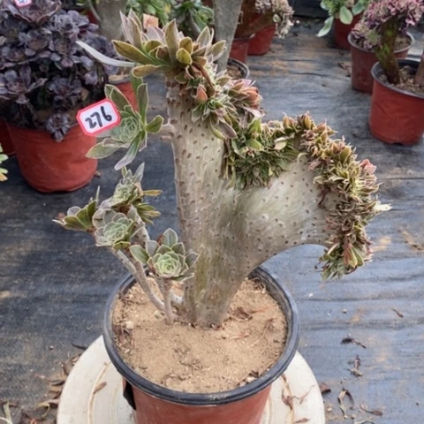 原始绿缀一物一拍