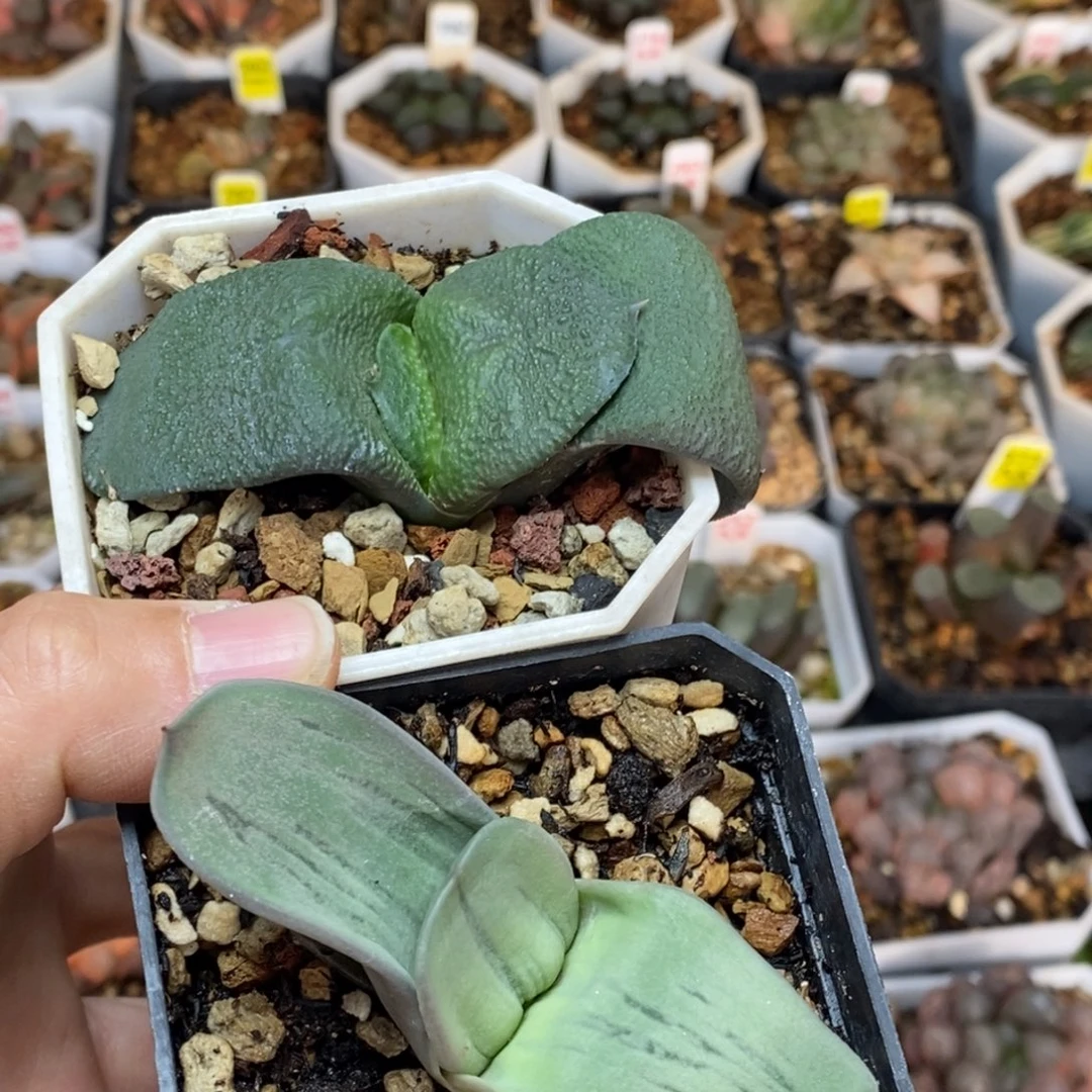 2颗卧牛锦带盆发货