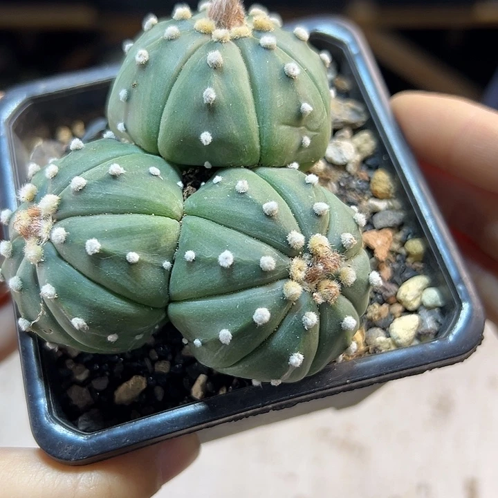 9号实生3头琉璃兜7.6公分带盆