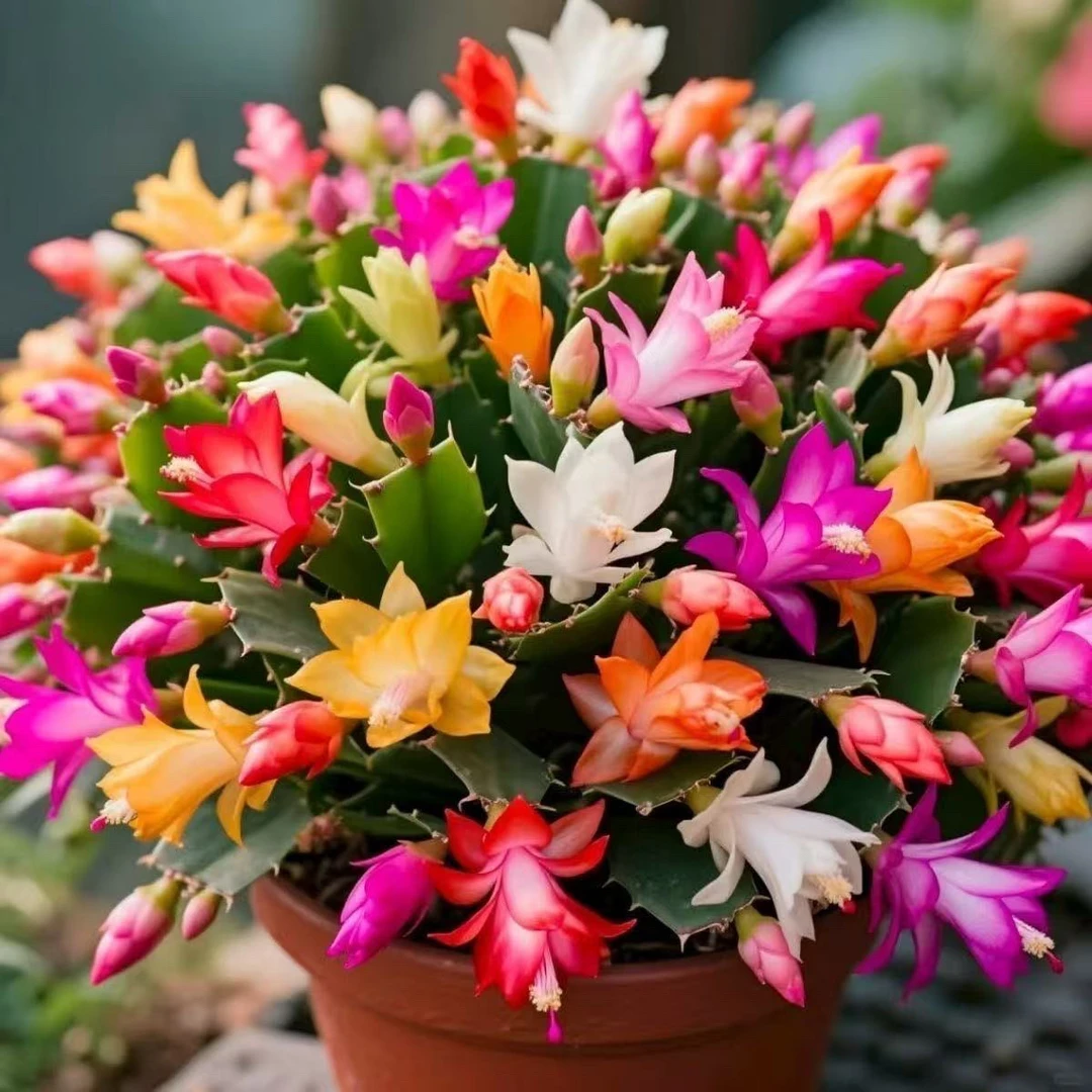 多色蟹爪兰耐寒植物好养植物观花带花苞