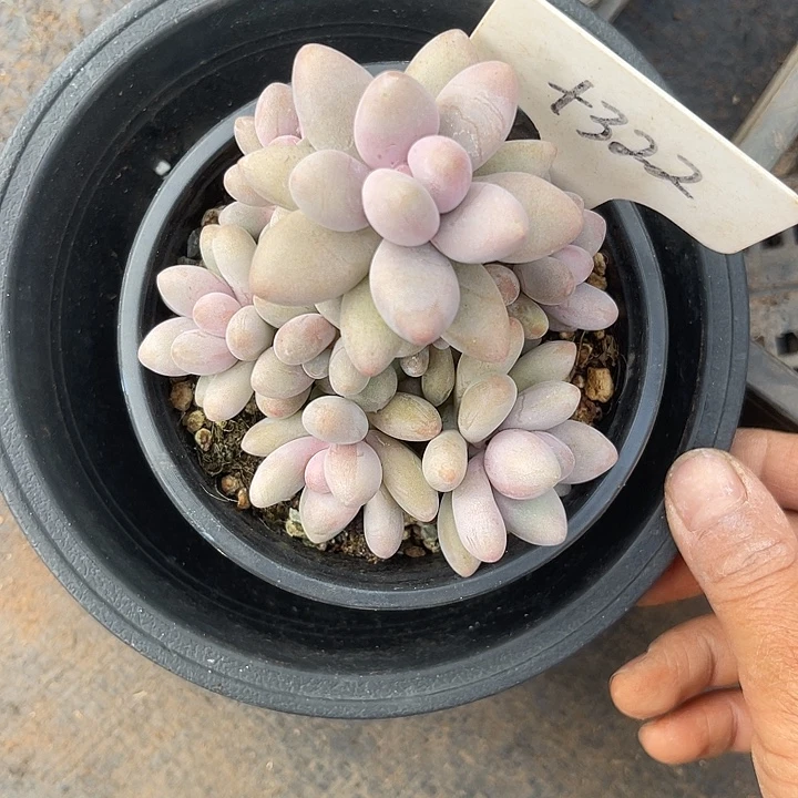 两单包邮，一物一拍322蜜多丽