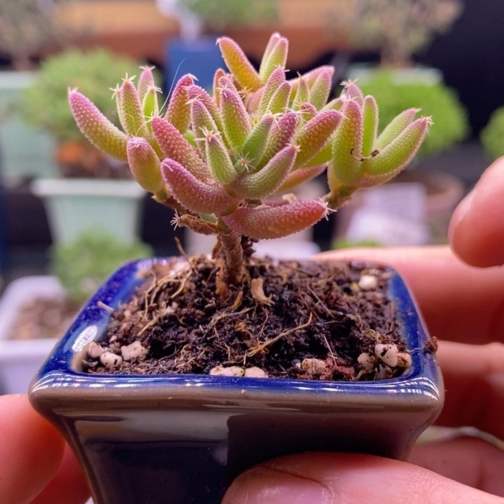 无花朵79实生玉米。